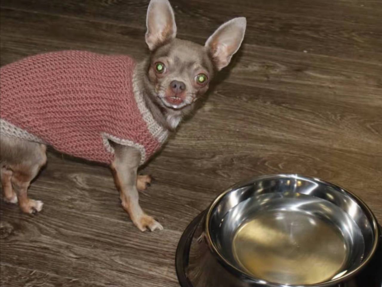 dog